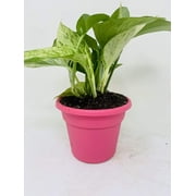 'Marble Queen' Devil's Ivy - Pothos - Epipremnum - 4.5" Unique Design Pot - Easy to Grow From Jm Bamboo