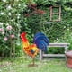 thumbnail image 5 of aire libre del patio de s estatuils de s estatuils d para decoración de s ilustraciones del patio trasero del j Baoblaze estatuas de gallo, 5 of 8