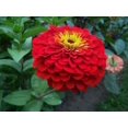 Cherry Queen Zinnia Flower 15 Seeds Heirloom NonGMO Organic