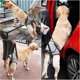 thumbnail image 3 of Dog Sling for Elderly Dogs,Hind Leg Support Harness, 3 of 5