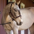thumbnail image 3 of Figura Breyer Horses Traditional Series Cossaco Lusitano, 3 of 4