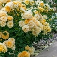 thumbnail image 4 of Direct Gardening Julia Child Floribunda Rose Bush Dormant Bare Root Outdoor Starter Plant, 4 of 4