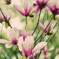 thumbnail image 2 of Peck, Gail 12x12 White Modern Wood Framed Museum Art Print Titled - Fragile Pink Daisies, 2 of 4