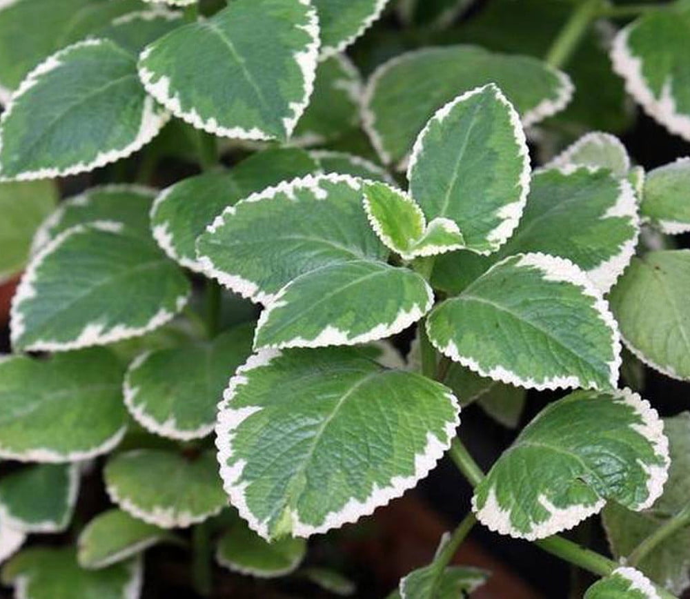 Cuban Oregano Plectranthus amboinicus Potted Herb 4
