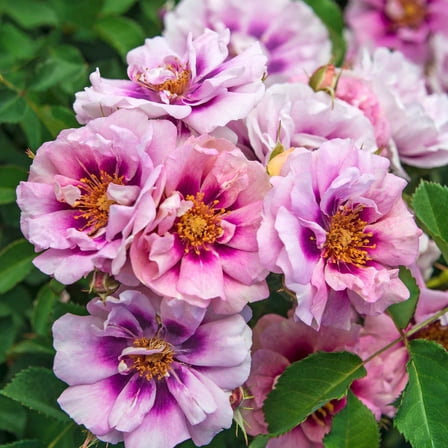 Easy On The Eyes Shrub Rose Dormant Bare Root Shrub (1-Pack)