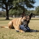 thumbnail image 5 of Juguete Balon con cuerda para perro NFL Dallas Cowboys 100% oficial, 5 of 6