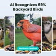 thumbnail image 2 of Comedero para pájaros Birdfy Rookie con cámara 1080p HD con energía solar, 2 of 8