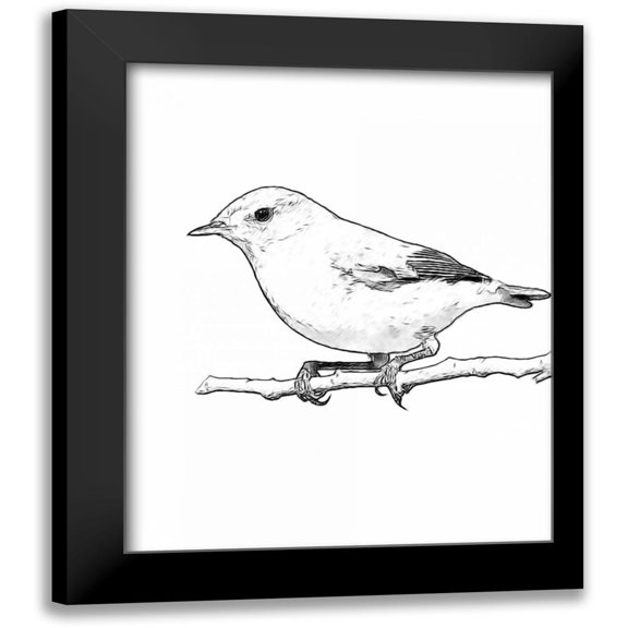 Greene, Taylor 12x14 Black Modern Framed Museum Art Print Titled - Sketch Bird I
