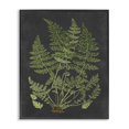 thumbnail image 1 of Stupell Industries Dessin Botanique Toile Design Vert Noir, 1 of 4