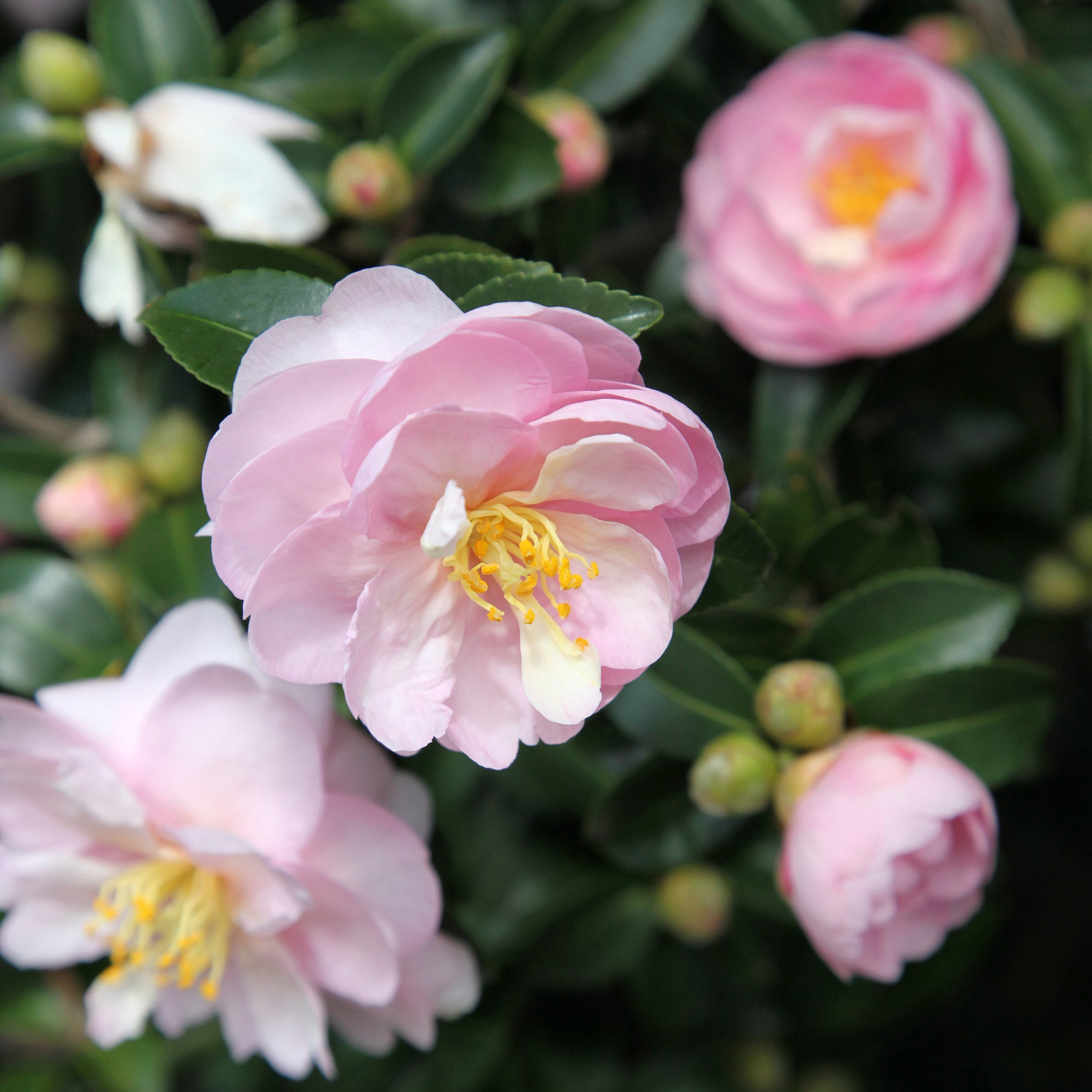 National Plant Network 1 gal. Camellia Sasanqua October Magic Orchid Shrub
