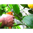 thumbnail image 2 of Professional Garden Bypass Hand Pruning Shears - Extra Sharp, Rust Proof, Safety Lock, Ergonomic, 2 of 8