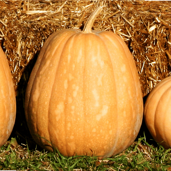 TomorrowSeeds - Dickinson Pumpkin (Kentucky Field) Seeds - 20  Count - For 2026 Planting Patch