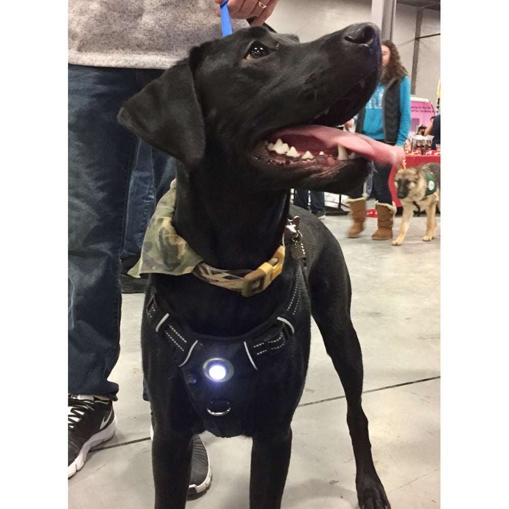 Headlight Harness Dog Safety Harness (Black, Large)