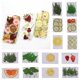 thumbnail image 5 of Flores Flores Reales Secas DIY Pintura de Flores, , Álbumes de Recortes Marco de Fotos de Decoración Infantil Baoblaze Rodajas de frutas secas, 5 of 8