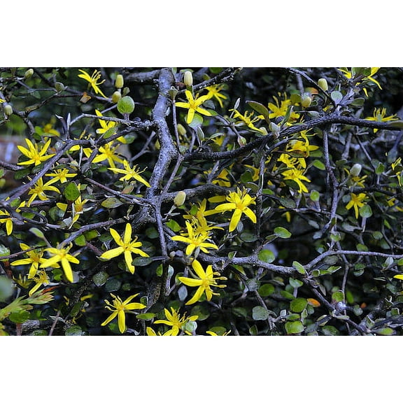 Silver Needle Ghost Tree - Corokia - 2.5" Pot - Fairy Garden Plant/House Plant