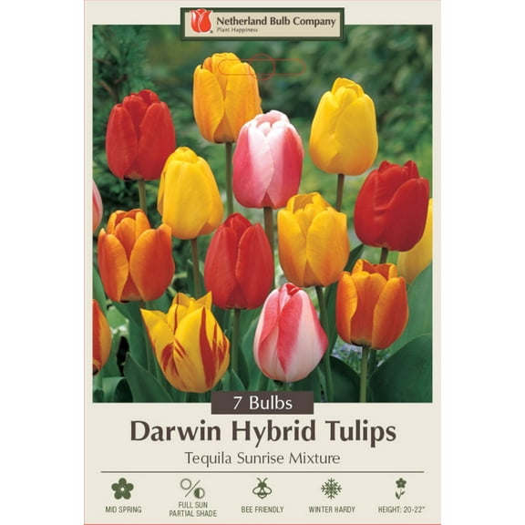 Darwin Hybrid Tulip - Tequila Sunrise Mix - 12/ cm Bulbs - 7 Bulbs
