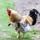 thumbnail image 5 of Arms Funny Chicken Arms Pollos Gag Regalo Disfraz De Pollo Minnieouse HA040505-01, 5 of 6