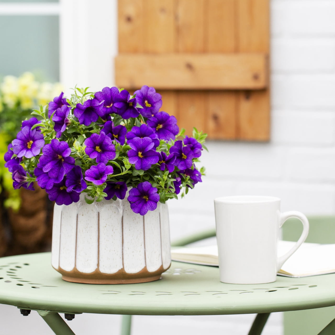 Better Homes & Gardens Purple Calibrachoa Live Annual Plant 3-Pack, Full Sun
