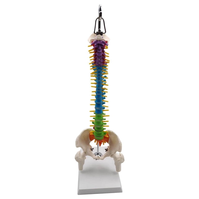 ziyahi Flexible Spine Model for School Column Anatomical Life Model spine model Biology Class Anatomical Demonstration with Pelvis Femur