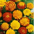 thumbnail image 3 of 400 Seeds French Marigold Flower Seeds,  Mixed Colors-Rare Original Flower Seeds Marigold, 3 of 9