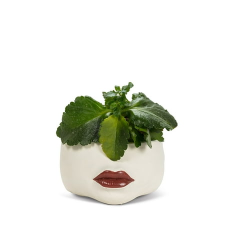 Set of 4 Low Red Lip Planter