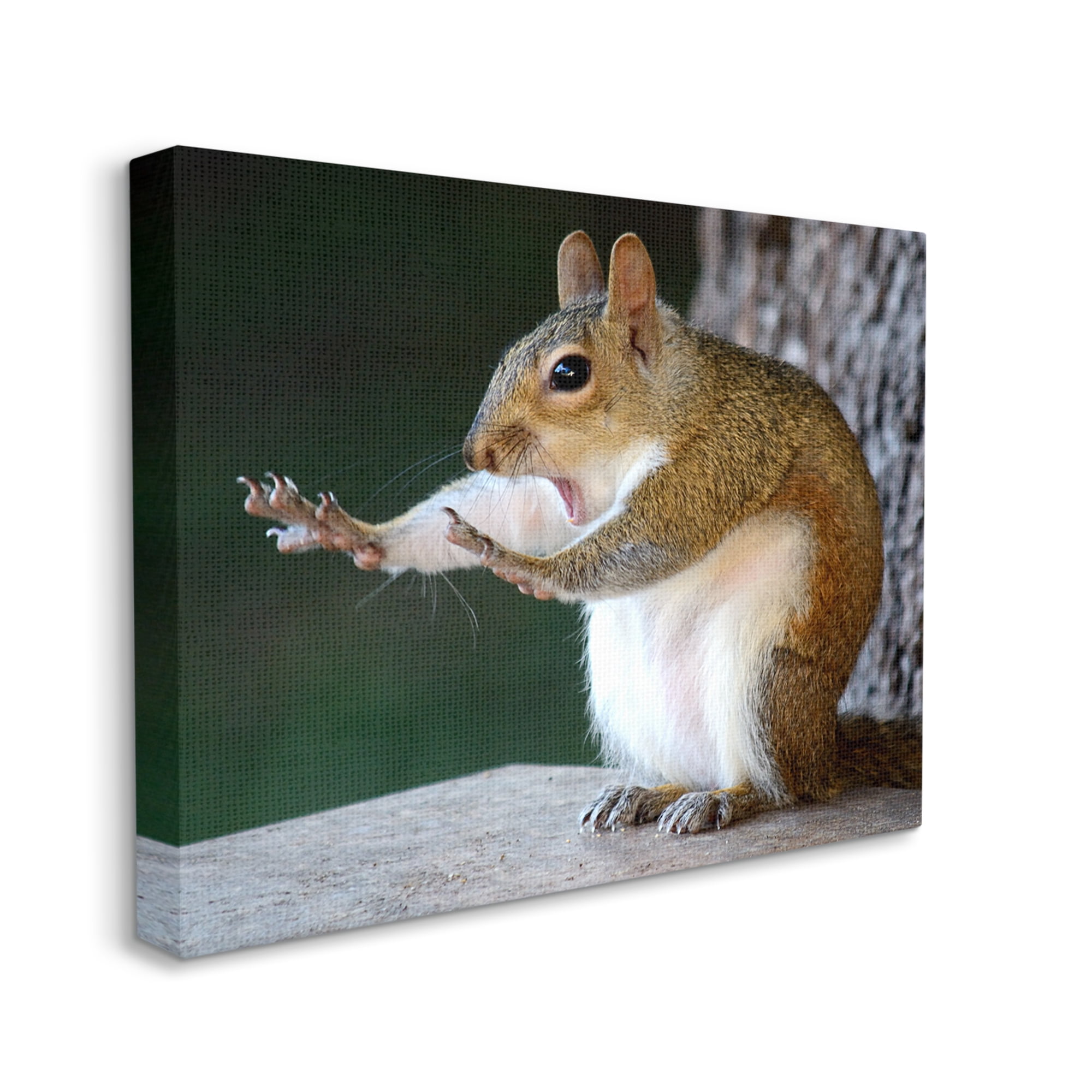 Stupell Industries Funny Shocked Pose Squirrel Animals & Insects Photography Gallery Wrapped Canvas Art Print Wall Art, 40 x 30