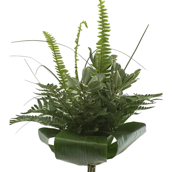 Soho Mixed Greens Bouquet 5 Pack of Farm Direct Fresh Cut Flowers Bouquets of Mixed Greenery by Bloomingmore
