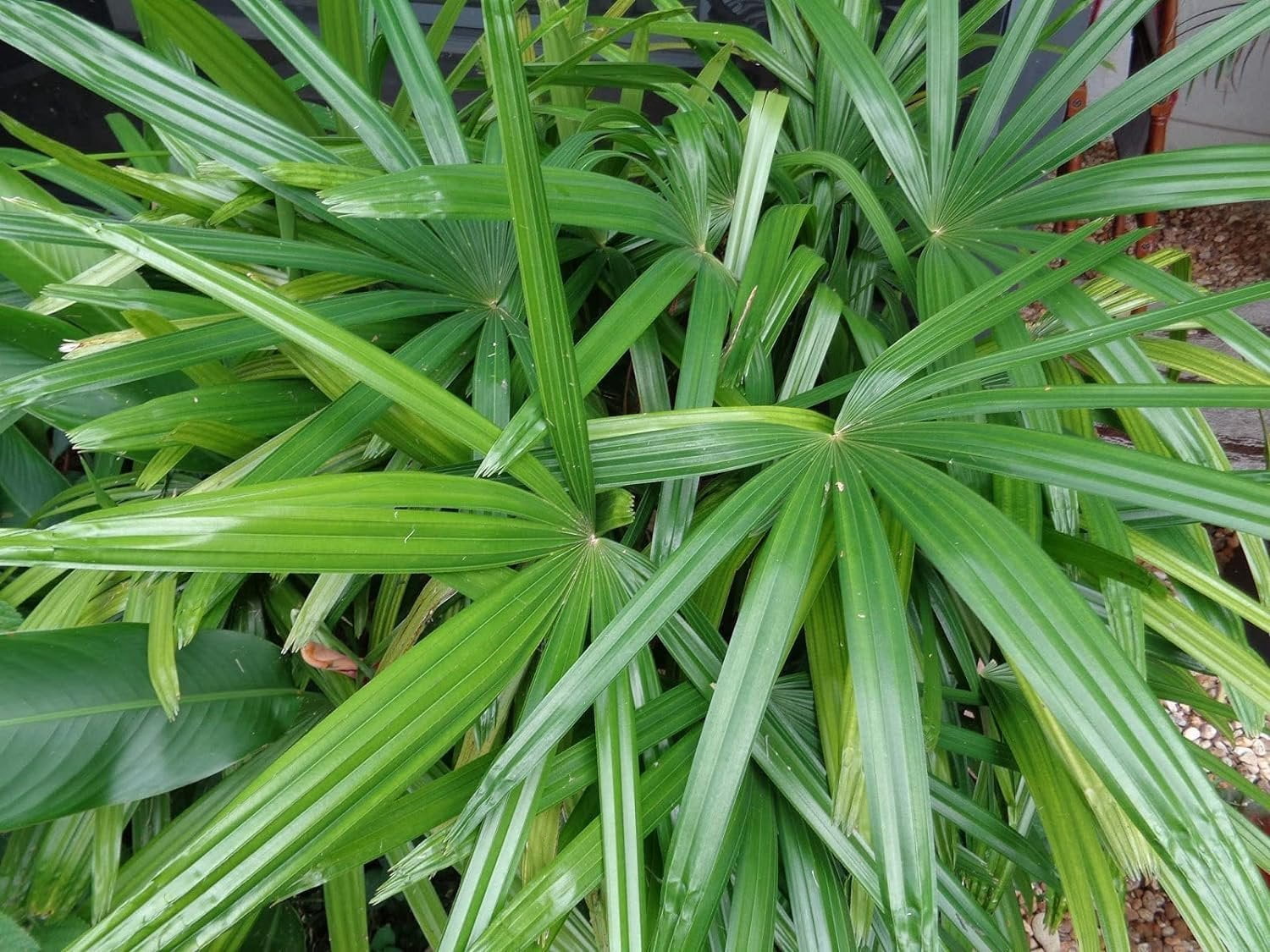 Lady Palm - 2 Live Starter Plants in 2 Inch Pots - Rhapis Excelsa - Beautiful Clean Air Indoor Outdoor Houseplant