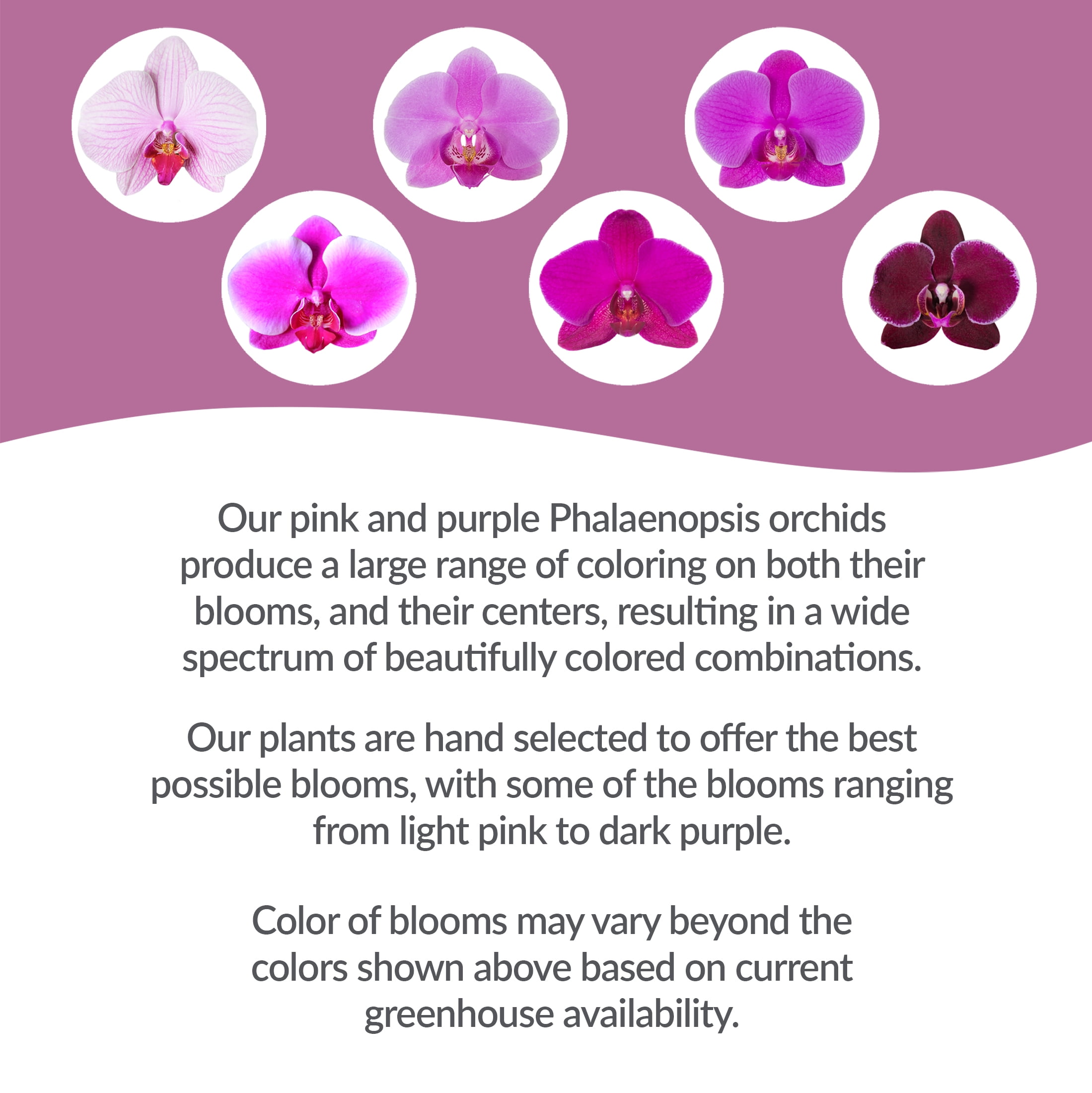 Just Add Ice Live Plant 16-30" Tall Premium Pink Purple Orchid in 5" Decorative Clay Pot