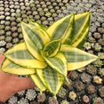 thumbnail image 2 of Live Snake Plant Sansevieria 'Golden Hahnii' -4in Pot Indoor Houseplants Easy Survive, 2 of 5