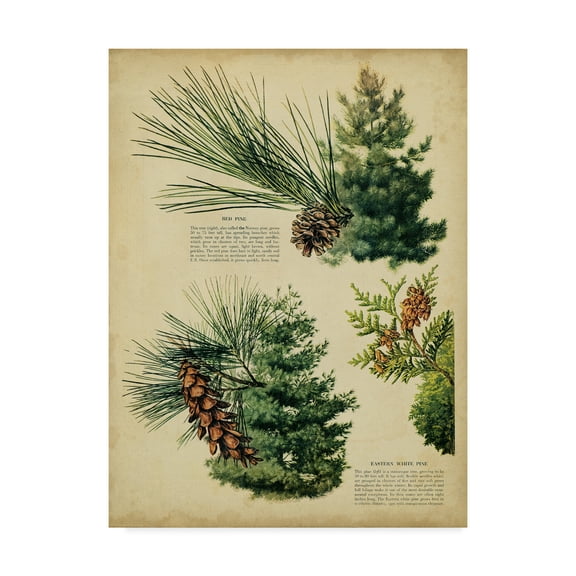 Trademark Fine Art 'Red Pine & Eastern White Pine' Canvas Art by Unknown