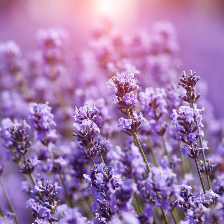 Mainstays 100% Pure Essential Oil, Lavender, 15 ml, Therapeutic Grade, for use with Oil Diffusers, Potpourri, and Wicking Fragrance Diffusers