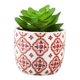 thumbnail image 4 of Suculentos artificiales Mini plantas falsas realistas con macetas de plástico para la decoración para hogar y de realistas de plástico fino Estilo3 Macarena Plantas suculentas falsas, 4 of 7
