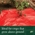 thumbnail image 2 of Dalen Better Reds – Perforated Red Mulch Film –Stimulates Early Plant Growth and Maximizes Harvest Quality – Easy DIY Installation –  3ft x 24ft, 2 of 6