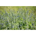 thumbnail image 6 of 1000 CHIA SAGE / SALVIA Salvia Hispanica Flower Seeds, 6 of 10