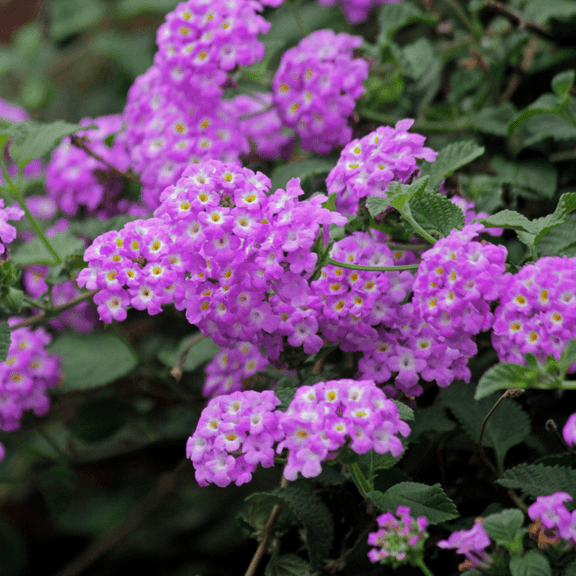 2 Purple Lantana Live Plants, Perennial Flowering Lantana Well Rooted, Outdoor Growing 4'' Tall