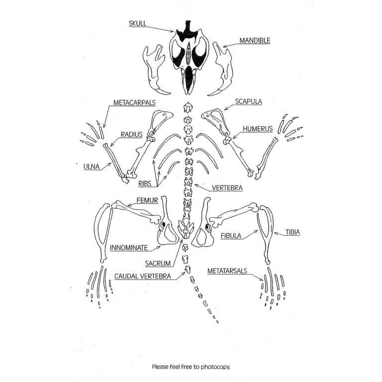 Owl Pellet Replica: Vole Skeleton (Perfect Pellet®)