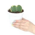 thumbnail image 2 of Rare Hoya Kerrii Heart (4"+ Minimalist Pot) - Easy to Care Little Houseplant - Tropical, Semi-succulent, and Unique Houseplant, 2 of 5