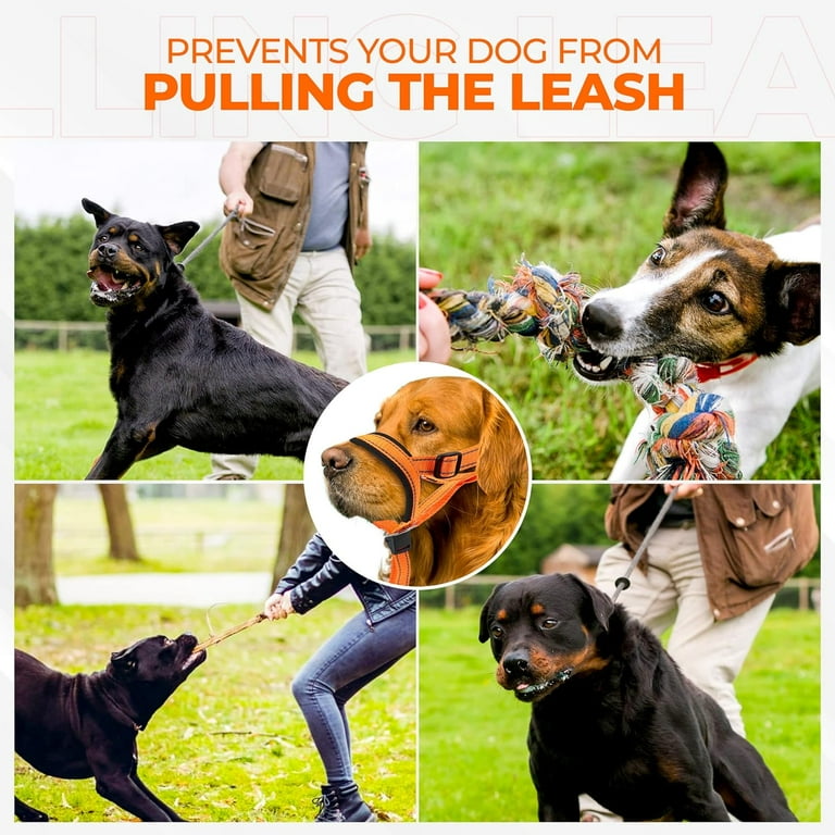 Head Halter Gentle Leader Harness Best For Gentle Leader Easy Walk