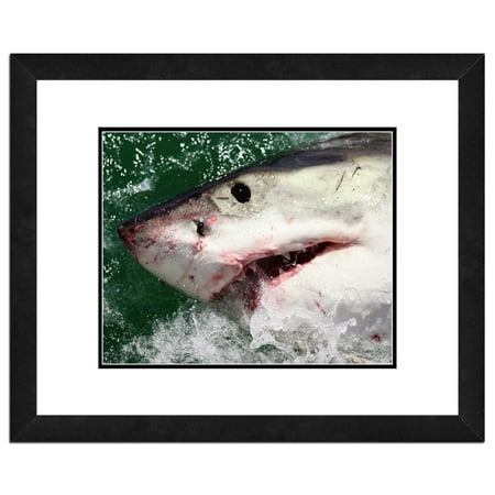 - Great White Shark Framed Photo by Photo File