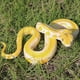 thumbnail image 2 of Realistic Plastic Toy High Simulation Boa Fake Snake Model Rubber Snake Toy for Halloween Tricky Creepy Fool's Day April, 2 of 4