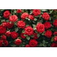 thumbnail image 3 of 5 * SEEDS * RED ROSE Rosa Bush Shrub Perennial Flower Seeds, 3 of 8