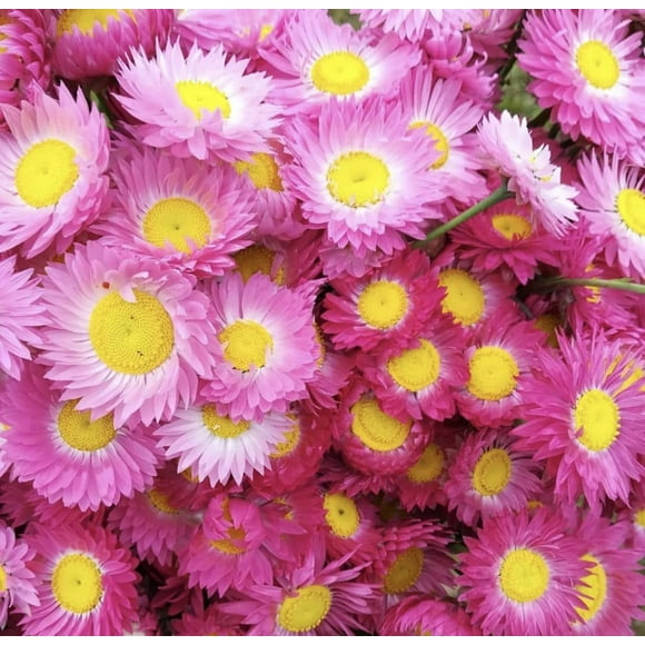 SHIQI-150+ Acroclinium Flower Seeds, Vibrant Paper-Like Blooms, Hardy Variety for Gardens, Borders, Containers, Ideal for Flower Beds, Pollinator Gardens, and Dried Flower Arrangements, Resilient Flo