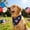 B, variant on Pet Bandana with Star Stripe Print, 4th of July Patriotic Decor, Independence Day Party Photo Accessory for Puppy Kitty Pet Triangle Bib