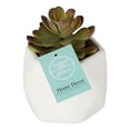 thumbnail image 2 of planta dec. suculenta blanca a, 2 of 5