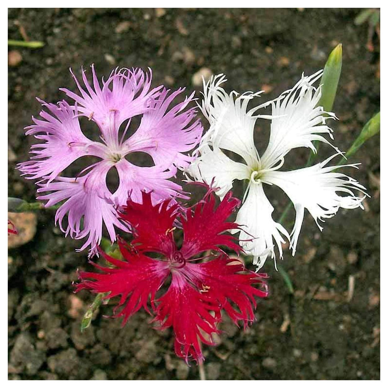 Everwilde Farms - 1 lb Fringed Pinks Garden Flower Seeds - Gold Vault Bulk Seed Packet