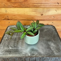 Hoya Rosita, 2" Plant, The Plant Farm
