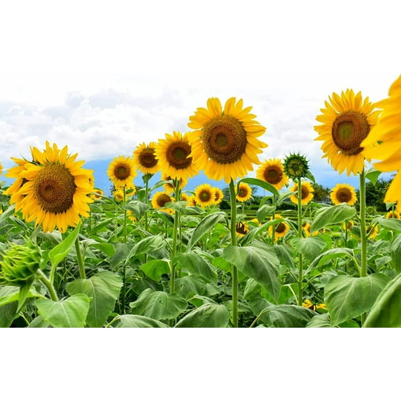 Giant Sunflower Plants