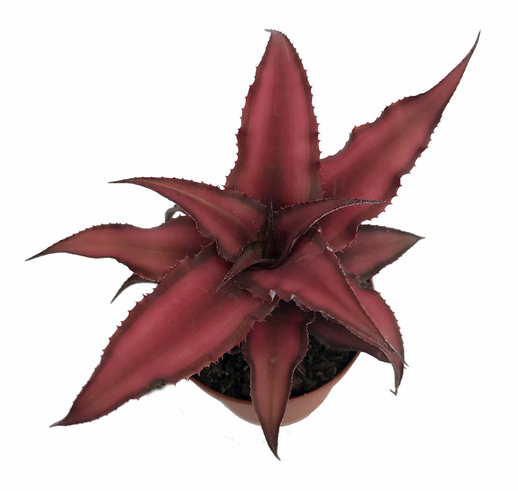 Fire Mystic Red Earth Star Plant Cryptanthus Easy 2.5" Pot