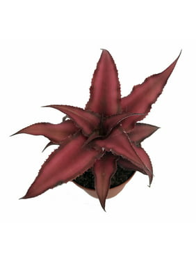 Fire Mystic Red Earth Star Plant - Cryptanthus - Easy - 2